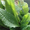 Dipsacus fullonum feuille (cardere)